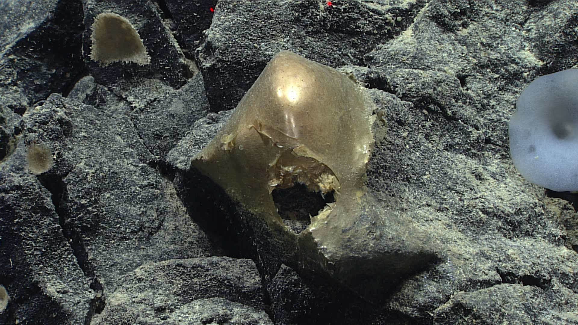 The golden orb attached to a rocky outcrop on the seafloor.